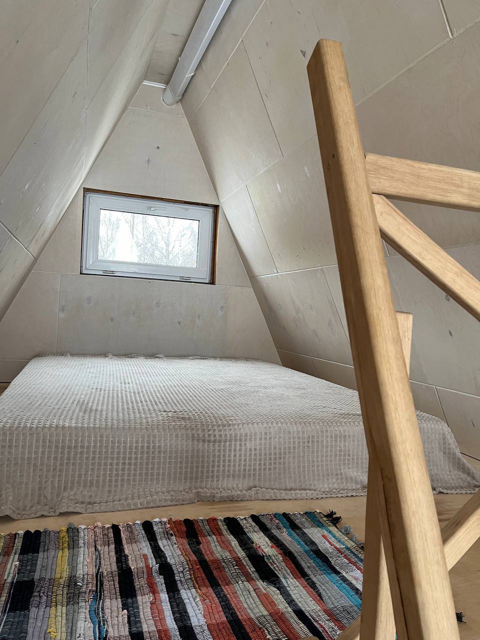 Фото Золотой фазан