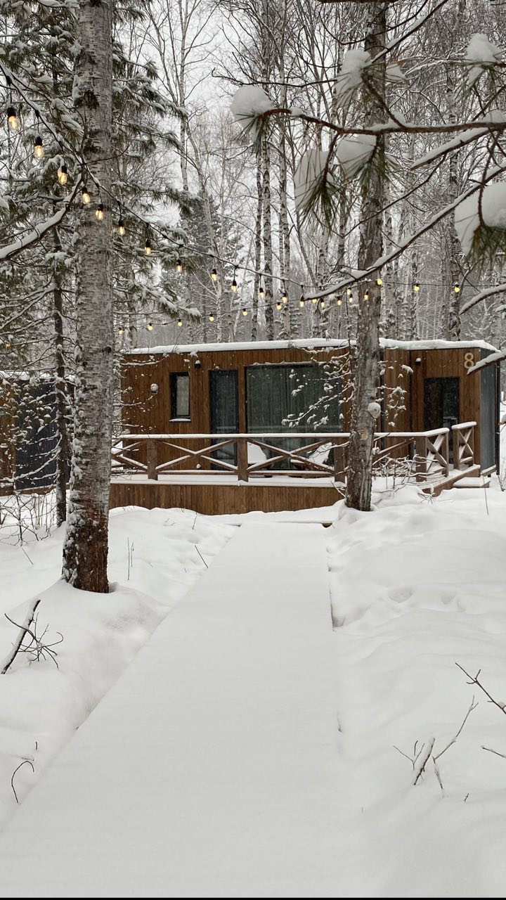 Фото Снежные Гуси