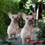 Margo_Pride (mikrorayon Grad Moskovskiy, Raduzhnaya ulitsa, 14к5), vivero de animales