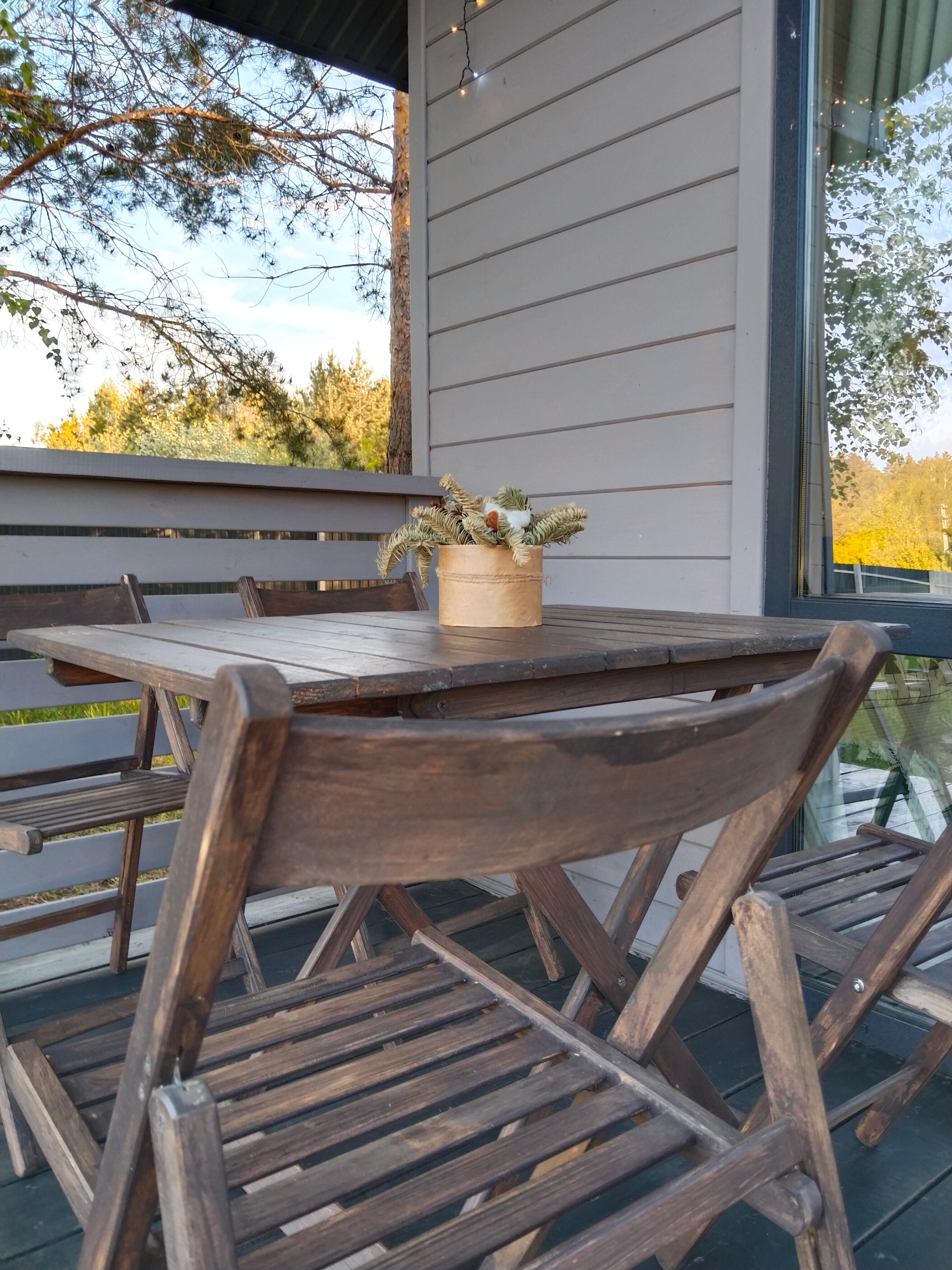 Фото Сосны. Тут