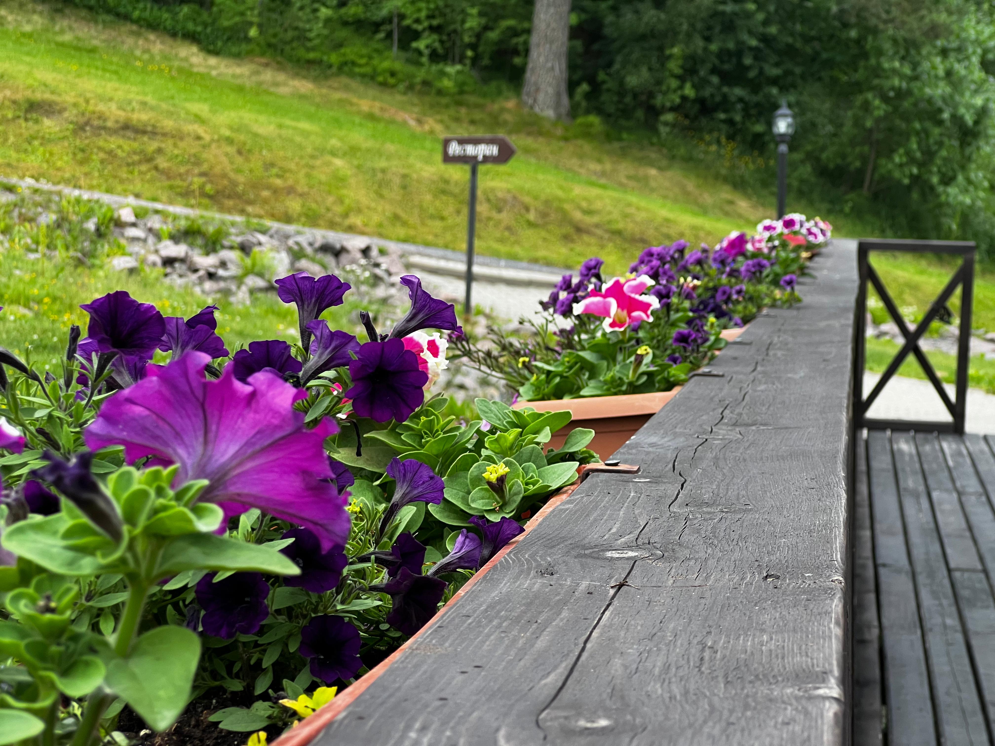 Фото Ламберг