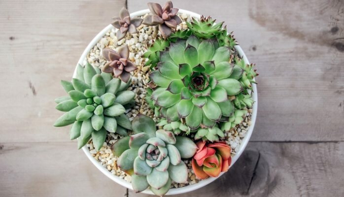Gardening shop Mamá Jardín, Santa Cruz de la Sierra, photo