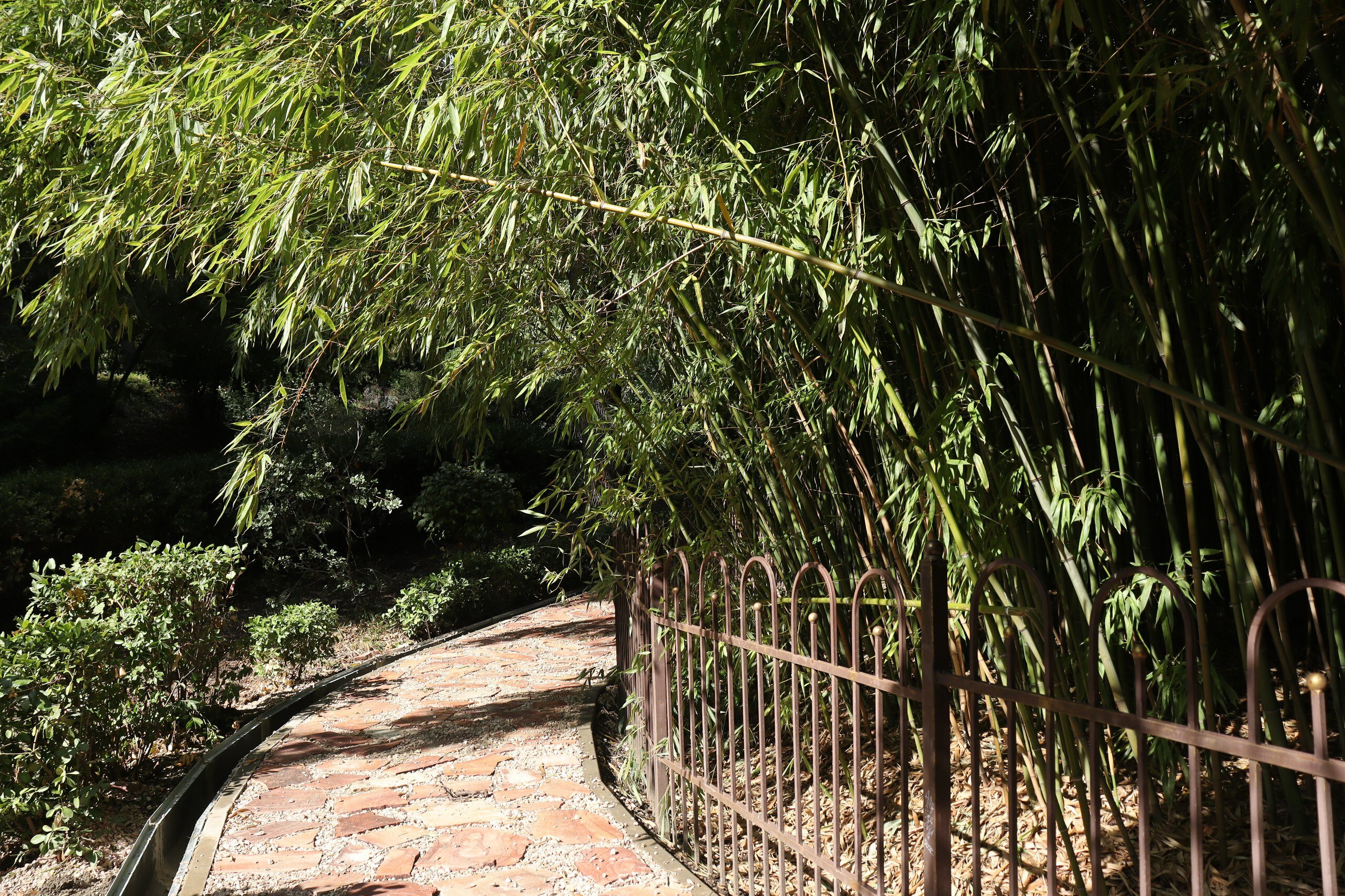 Фото Рапана