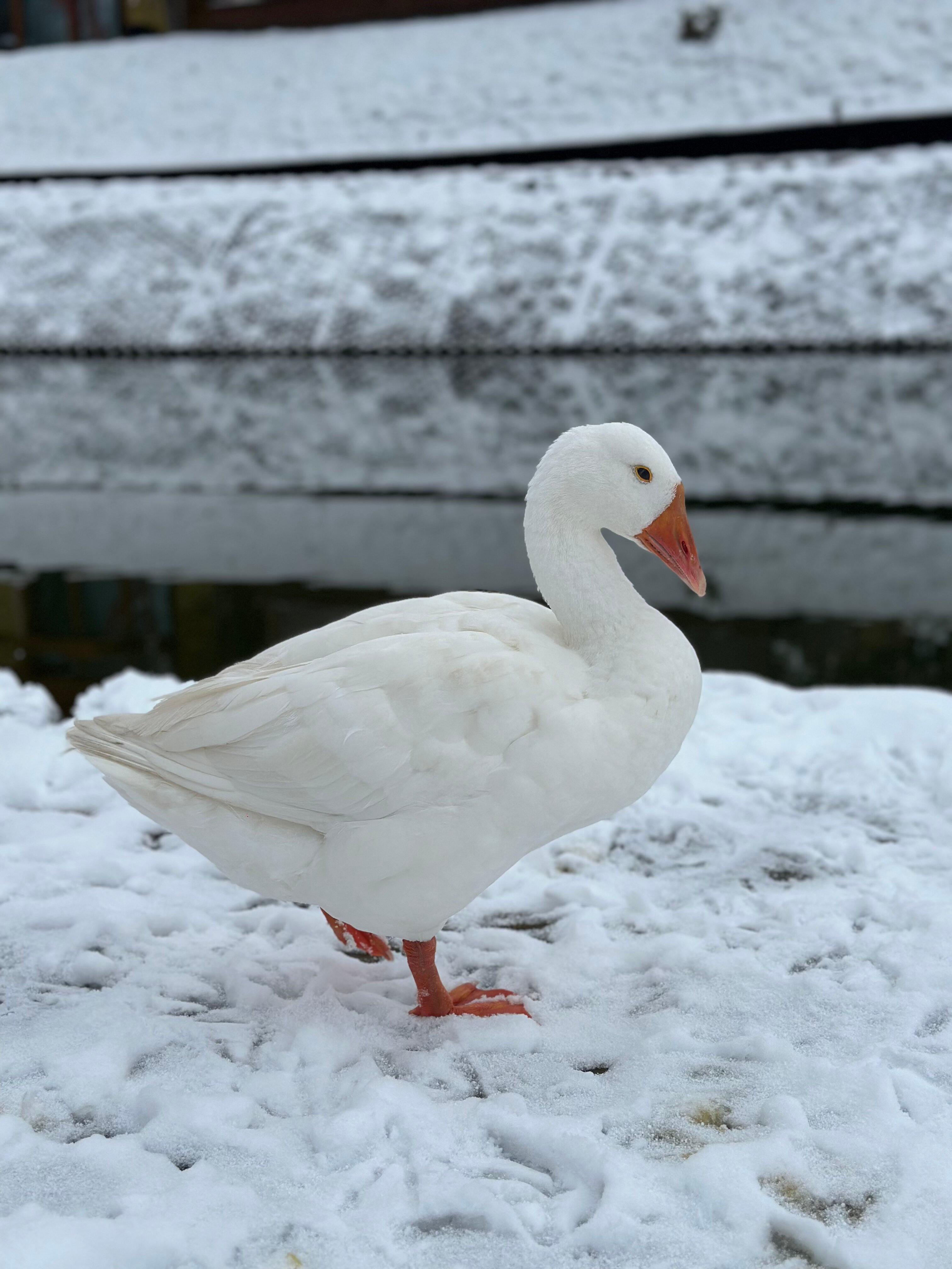 Фото Санрайз Вилладж