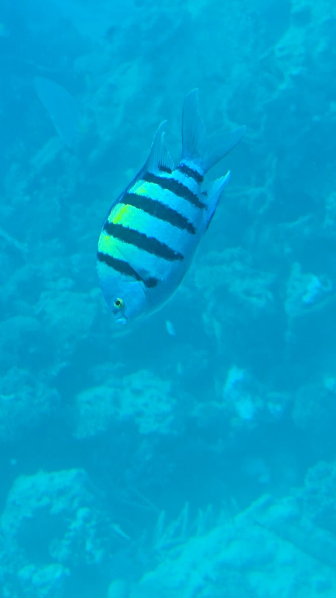 Фото Sea Star Beau Rivage Hotel