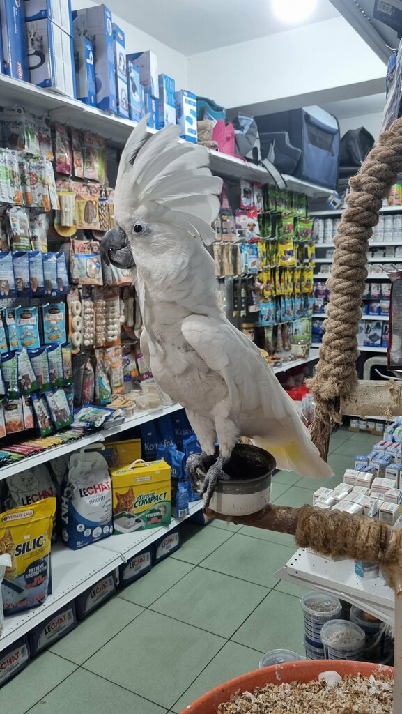 Pet shop Pet shop Kakadu, Yerevan, photo