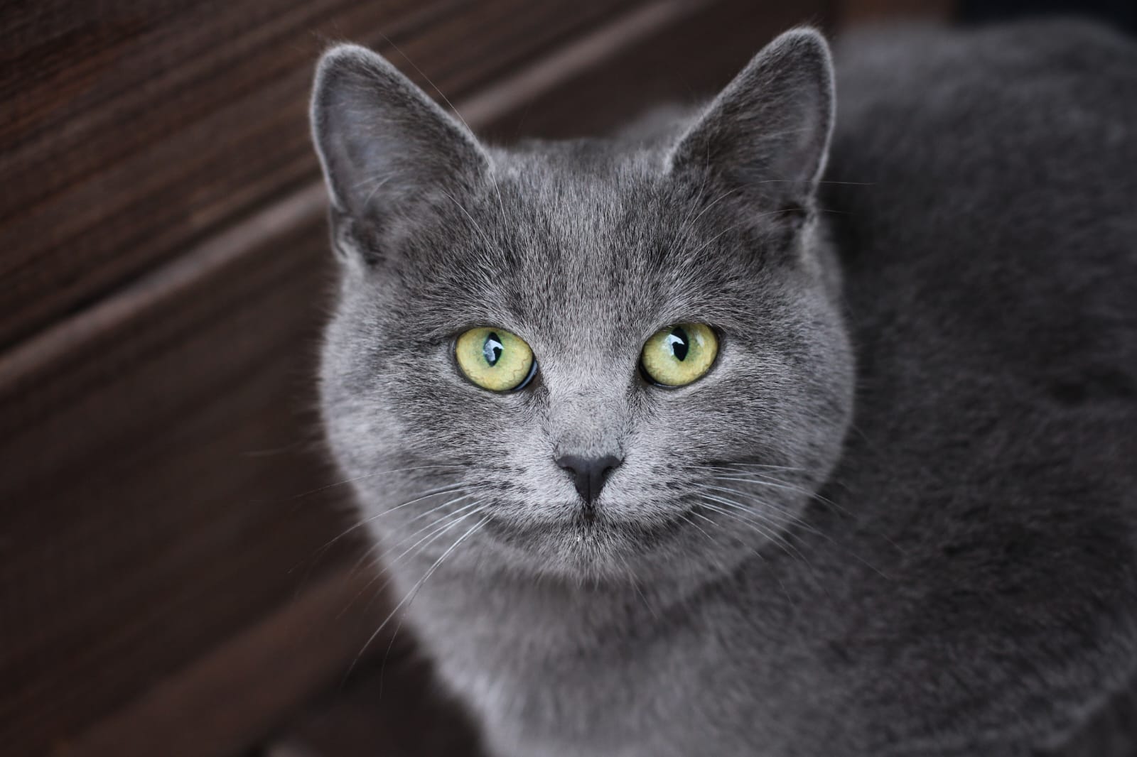 Фото Хижина