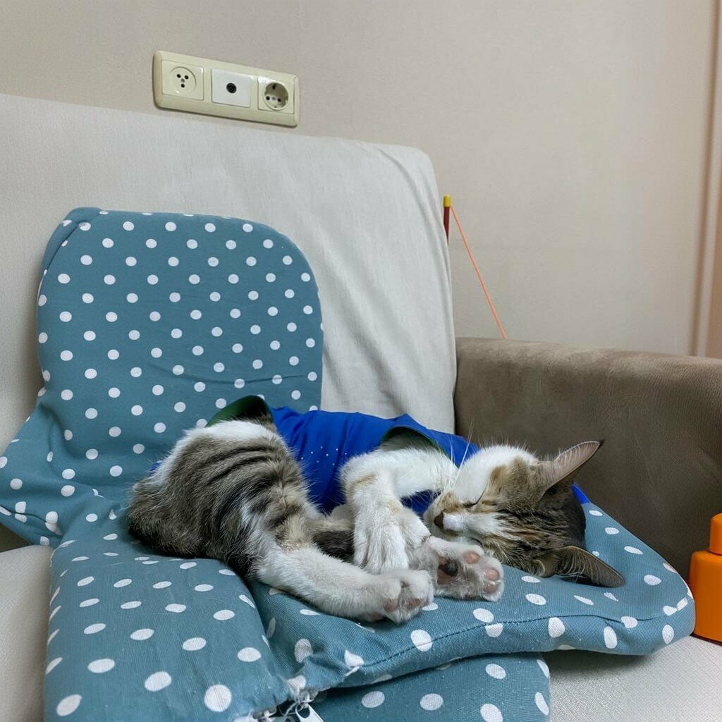 Veterinary clinic Lilavet Veterinary Clinic Isparta, Isparta, photo