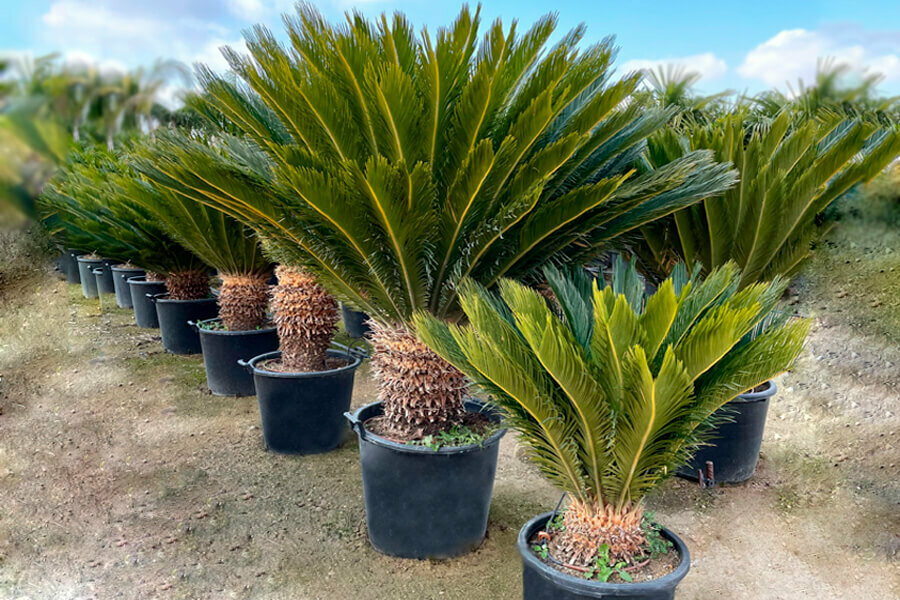 Garden center Saygin Botanic, Torbali, photo