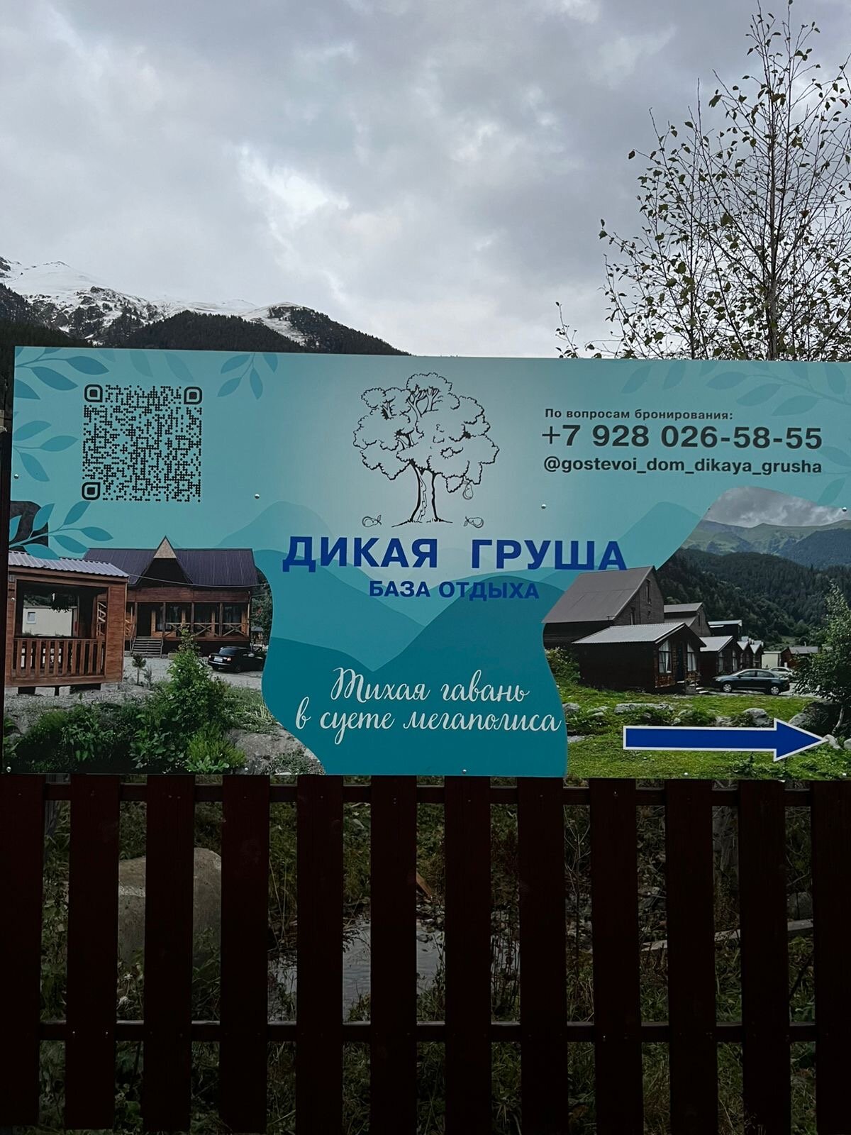 Фото Дикая груша