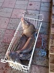Рыбное Место (село Привольное, улица 70 лет Октября, 8), grocery