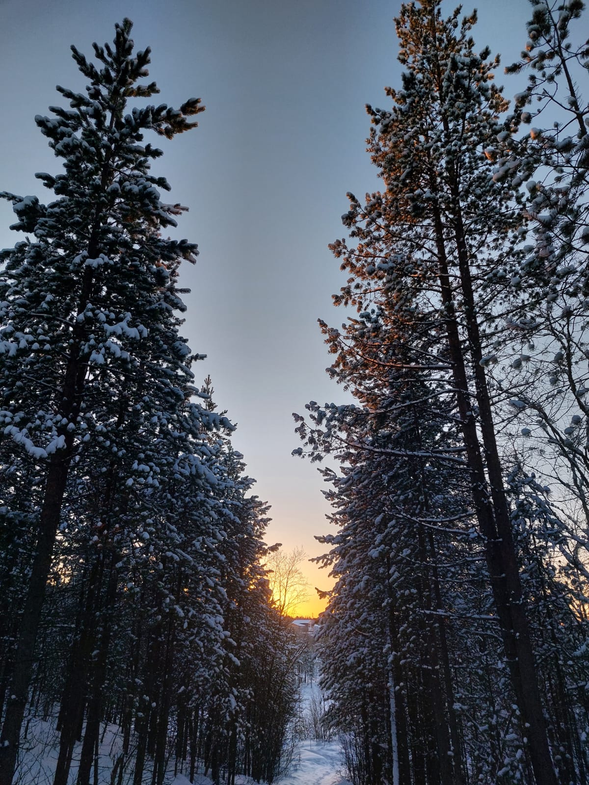 Фото Forest House 51