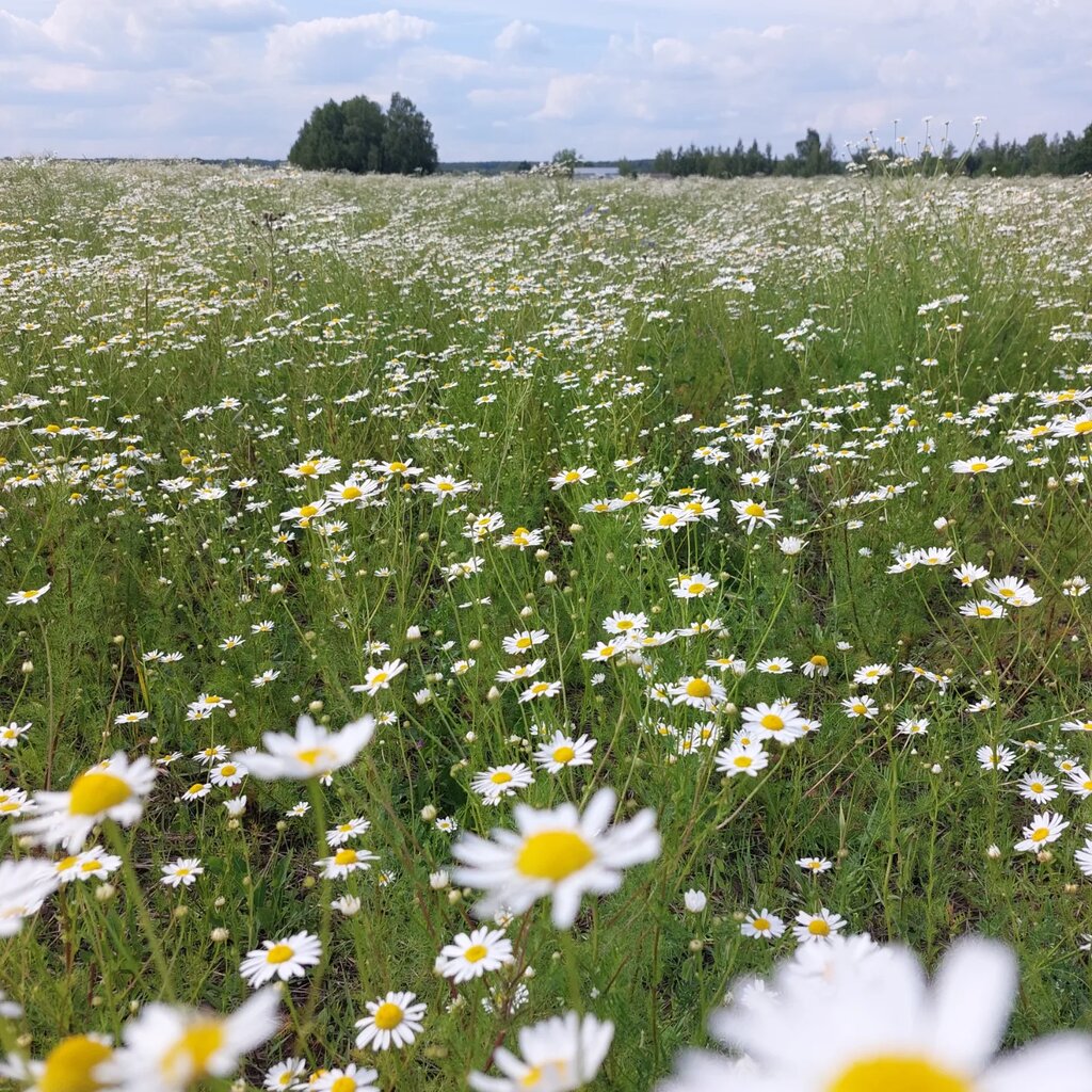 Land plots Мир Удач, Moscow, photo