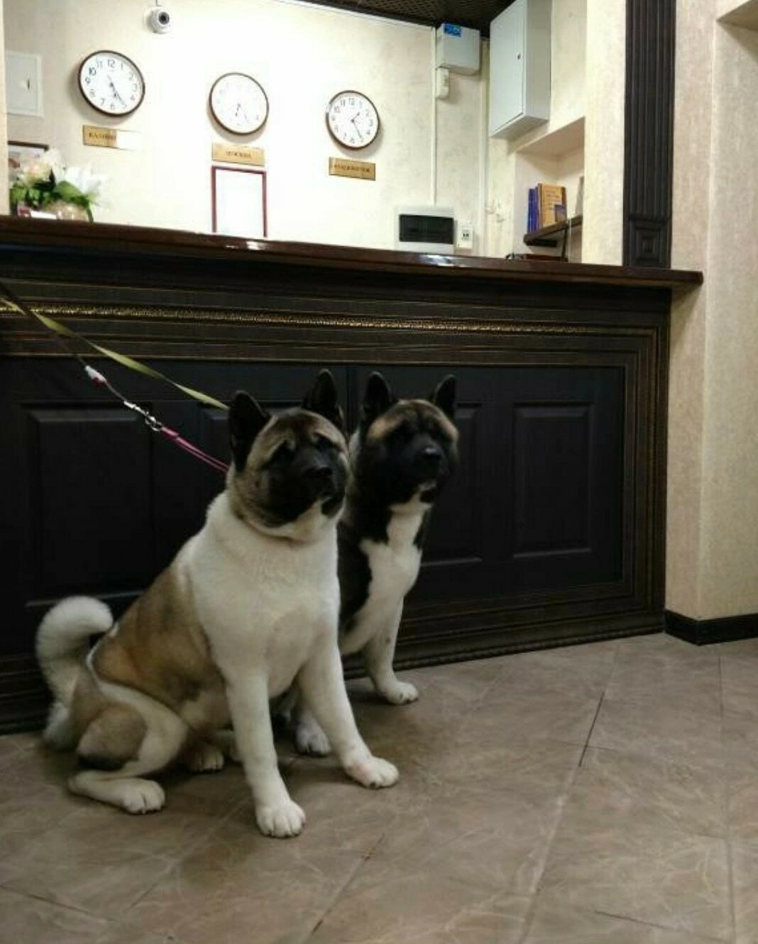 Фото Журавли