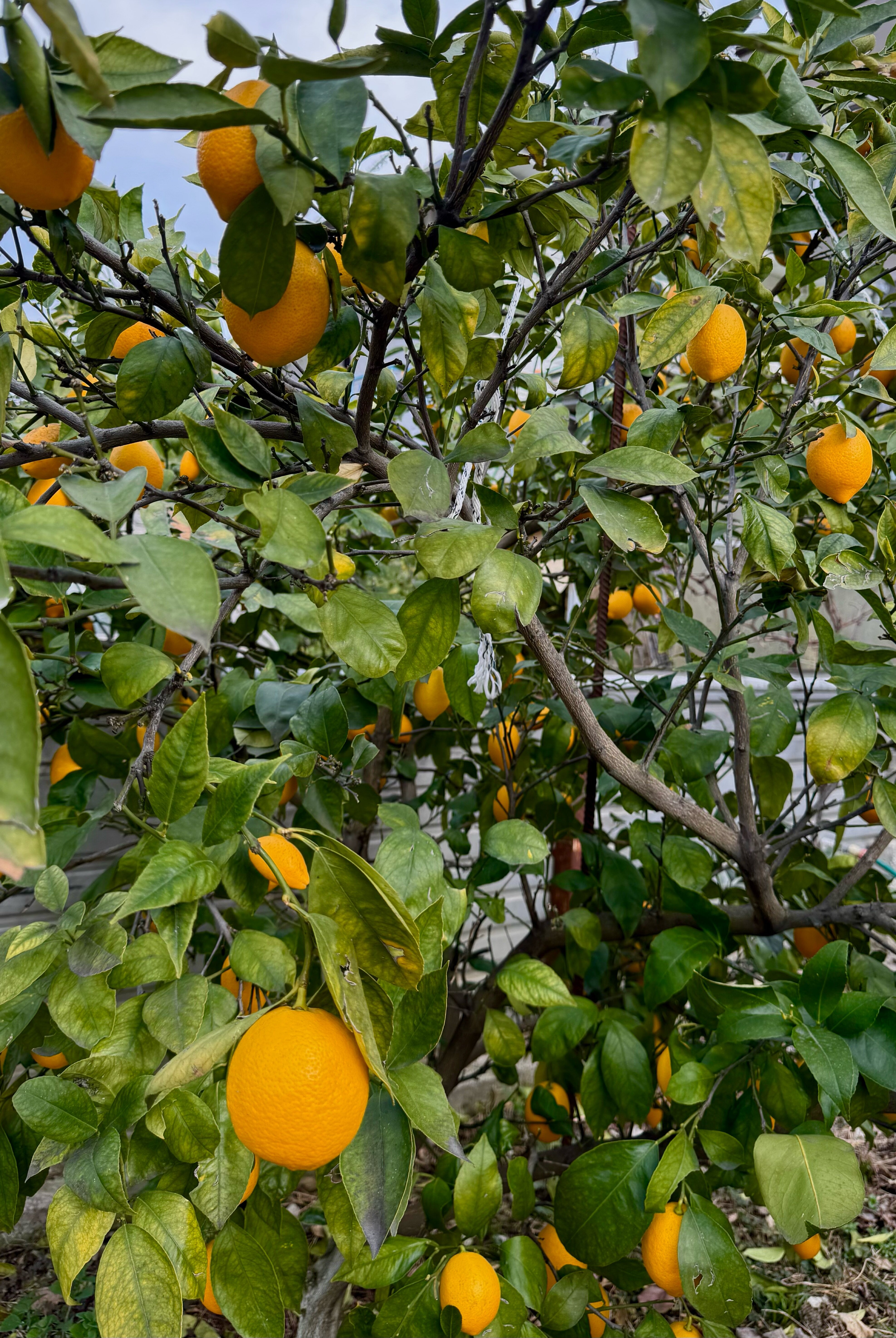 Фото Модерато