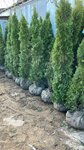 Наши туи (Kommunar, Zheleznodorozhnaya ulitsa, 6А) ، مركز الحديقة