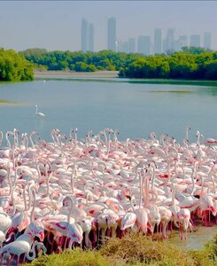 Ras Al Khor Wildlife Sanctuary (69A, Ras Al Khor Road, Dubai), nature
