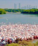 Ras Al Khor Wildlife Sanctuary (69A, Ras Al Khor Road, Dubai), nature