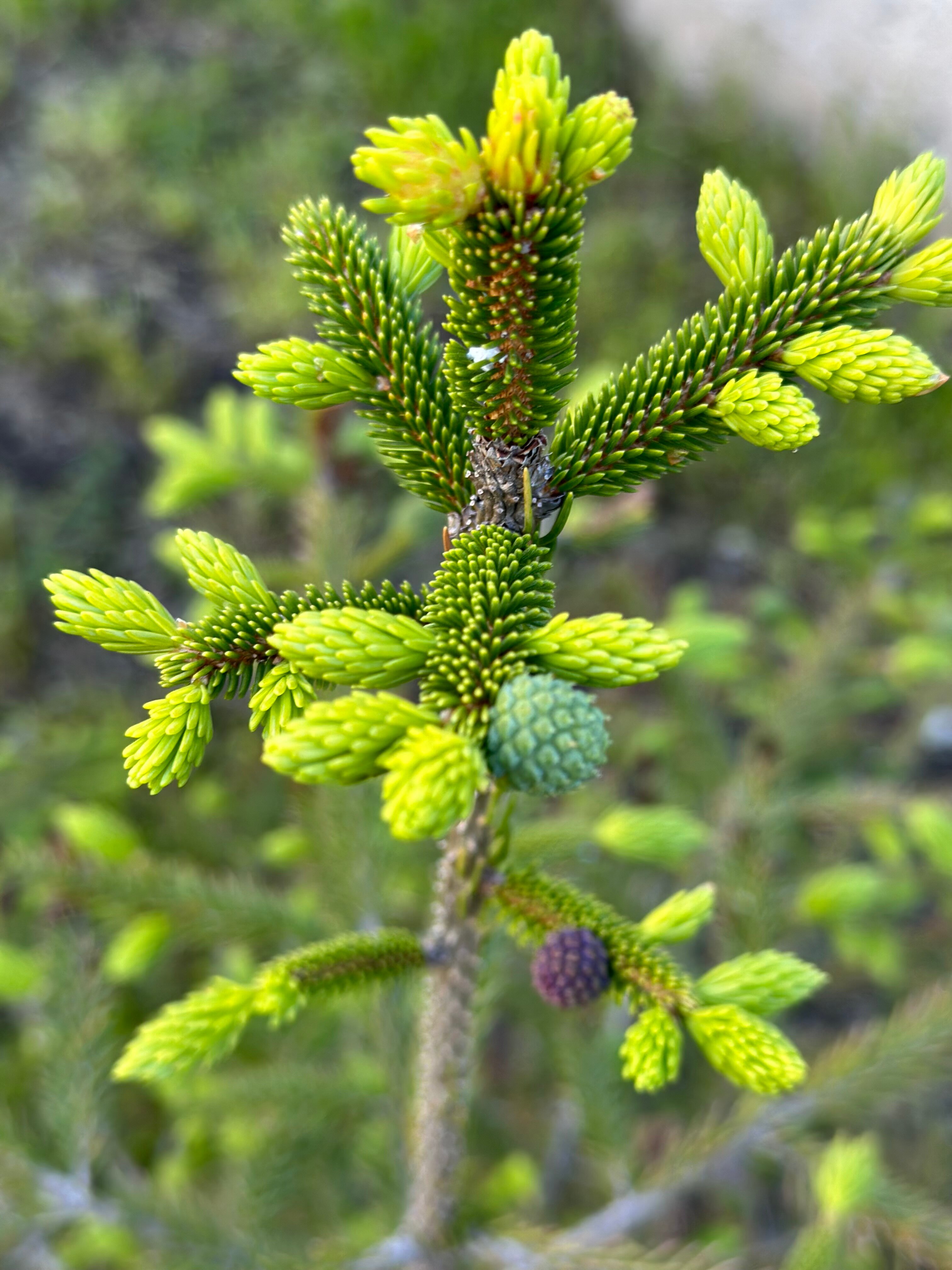 Фото Малинки