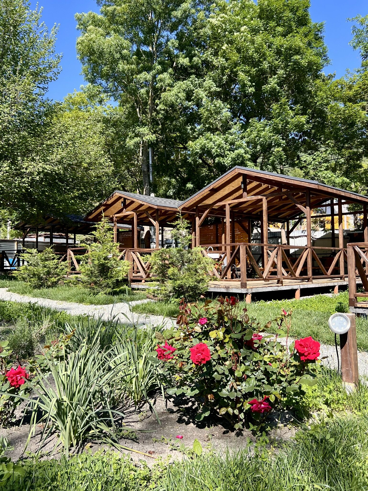 Фото Ромашка