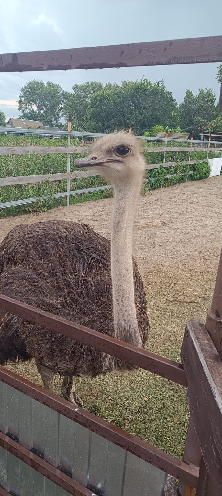 Фото Дом Увильды