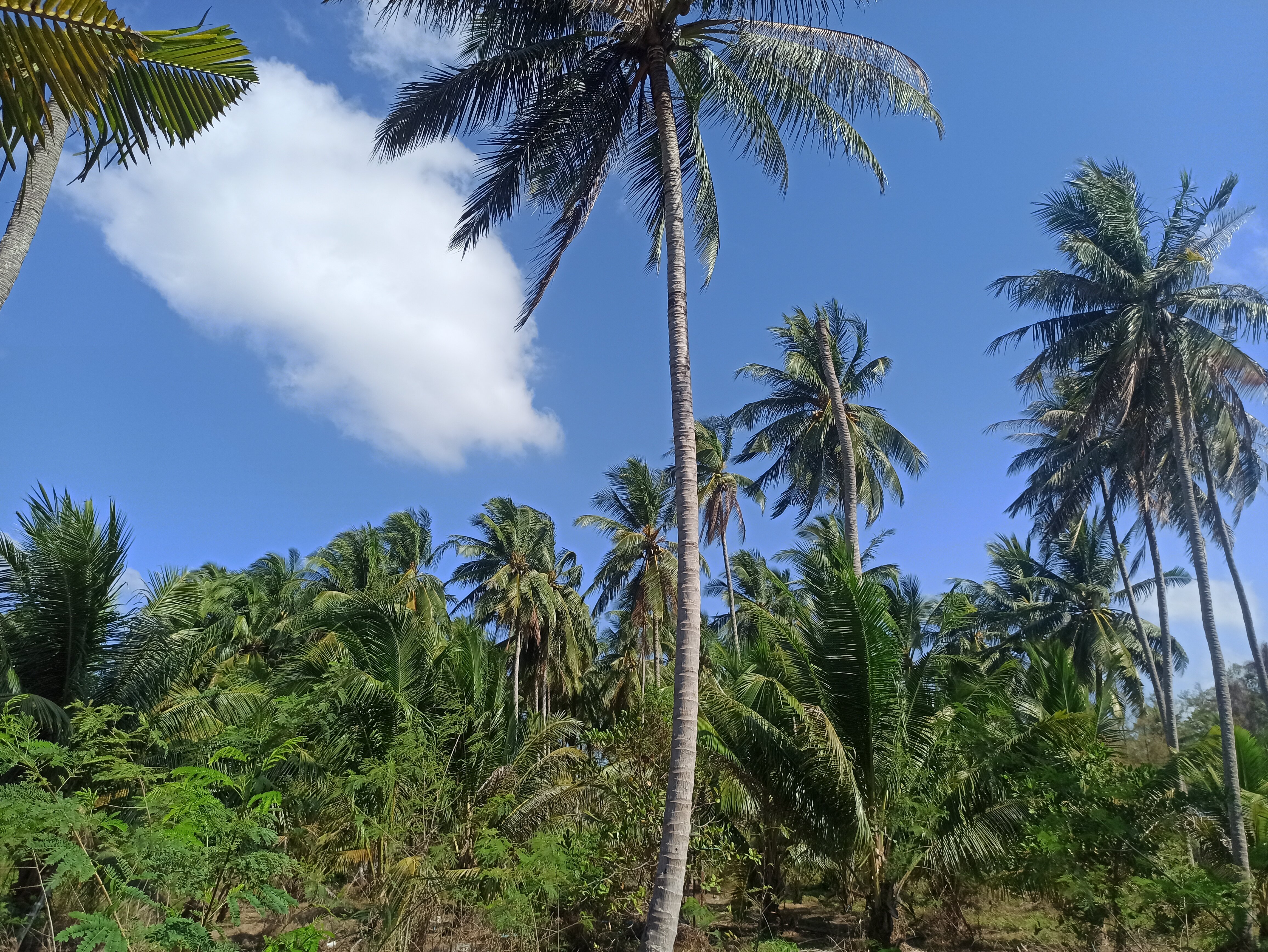 Фото Maikhao Hotel 