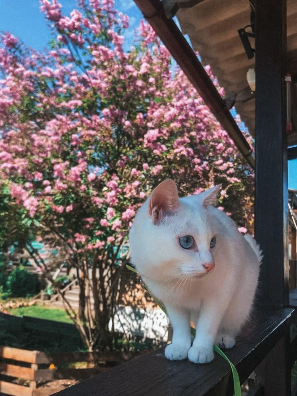 Фото Рыжая сова