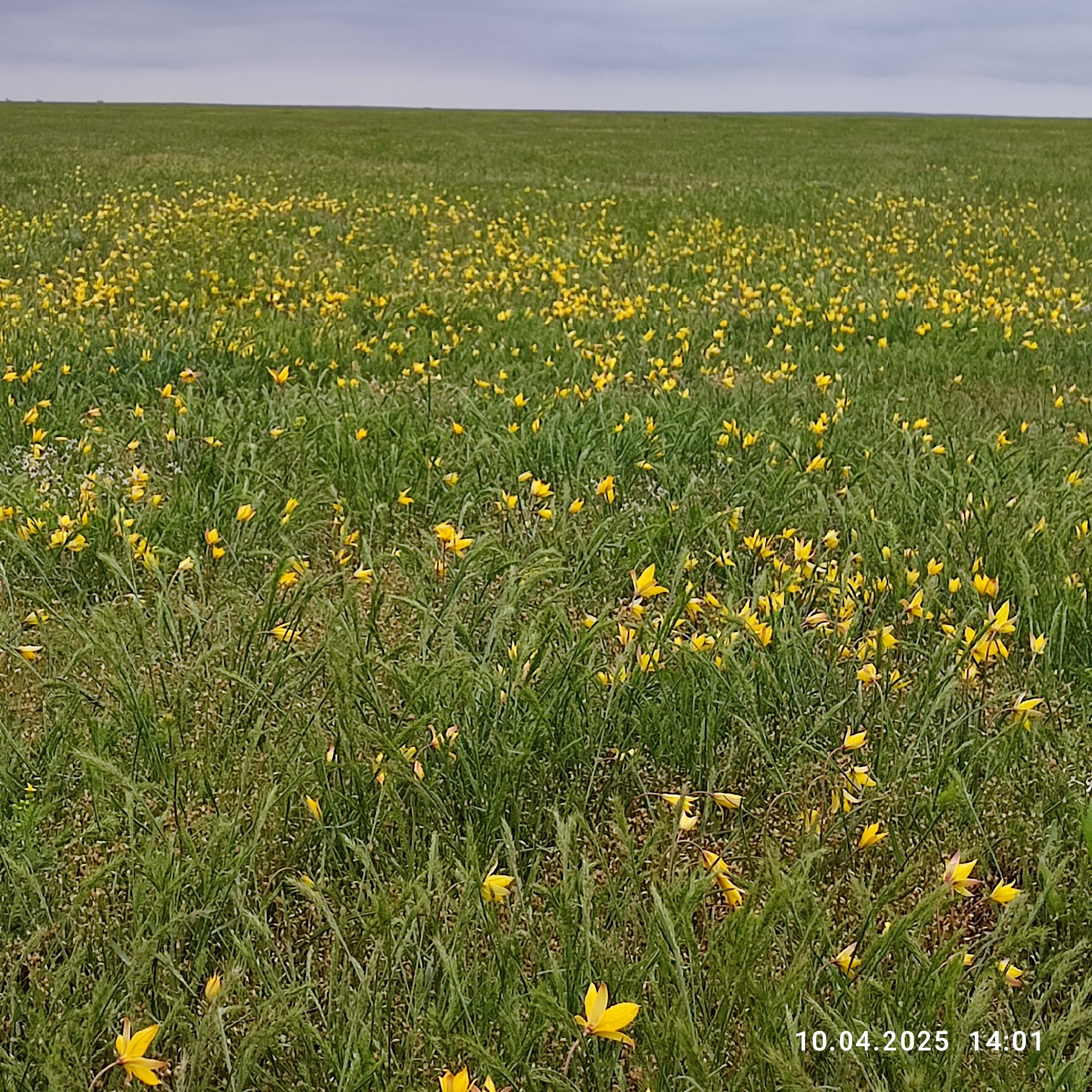 Фото Калмыцкий Дворик Sansara