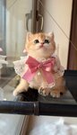Британские золотые котята (Leningradskaya Street, 3), animal nursery