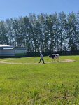 Животноводческое хозяйство Чувашское по племенной работе (Chuvash Republic, Cheboksarskiy District, Lapsarskoye selskoye poseleniye) ، المشاريع الزراعية