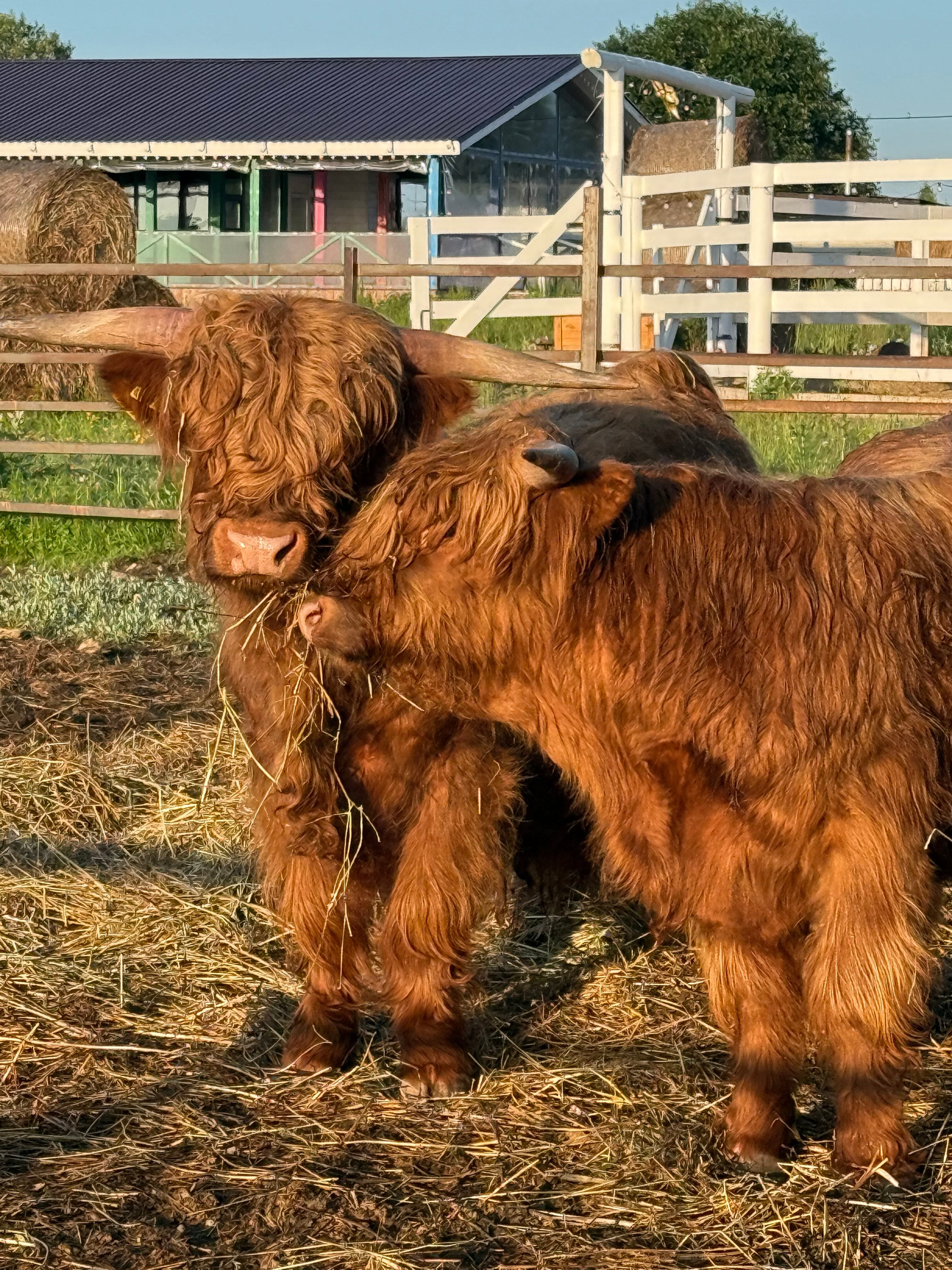 Фото Гастроранчо Хэппи Фарм