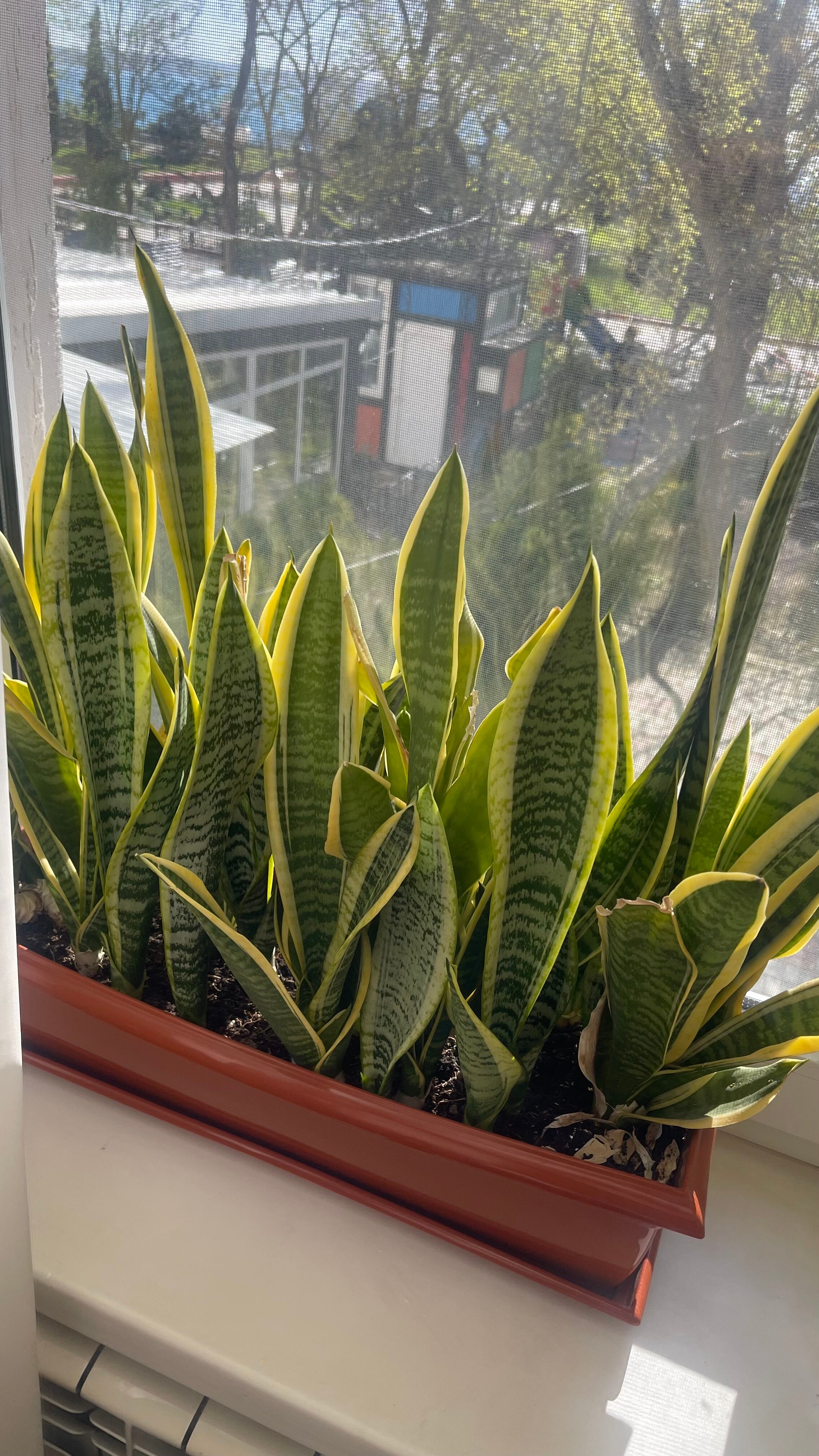 Фото Светлана