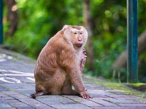 Гостиница Blu Monkey Hub and Hotel Phuket