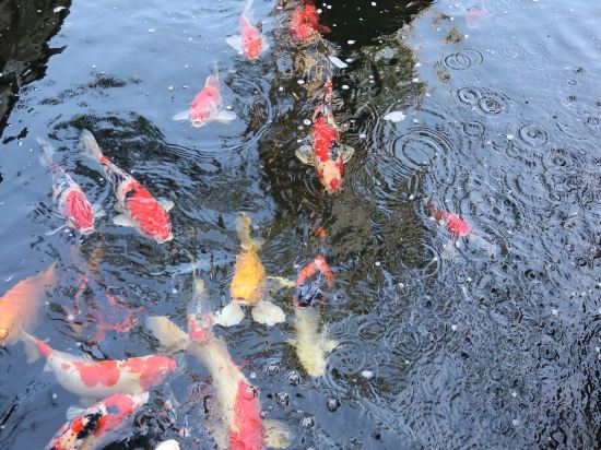 Фото Rosvenil Hotel