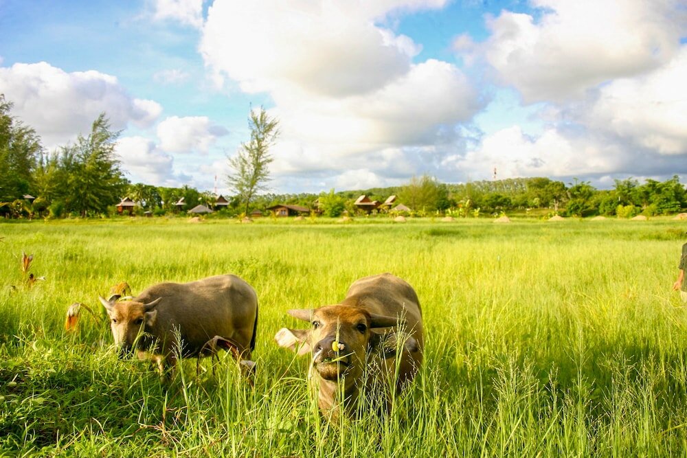 Фото ThaiLife Wellness & Meditation Resort