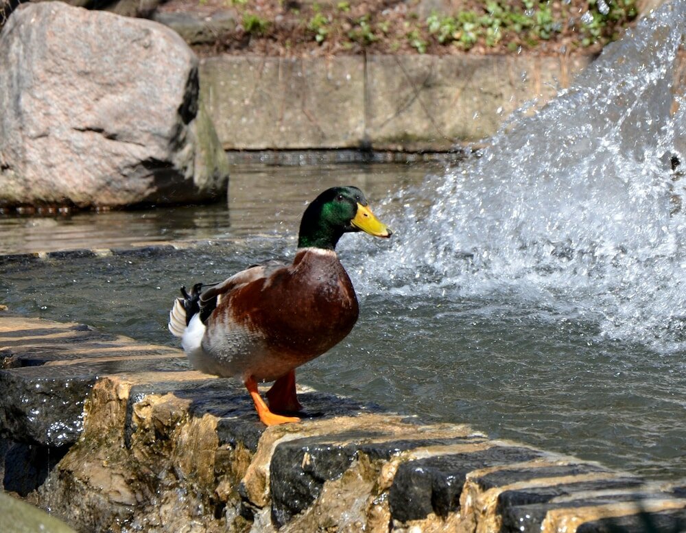 Фото Hotel Bonaventure Montreal