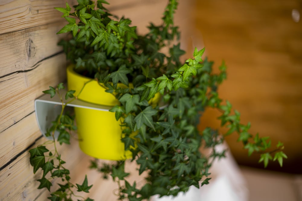 Фото Abalon Hotel Ideal