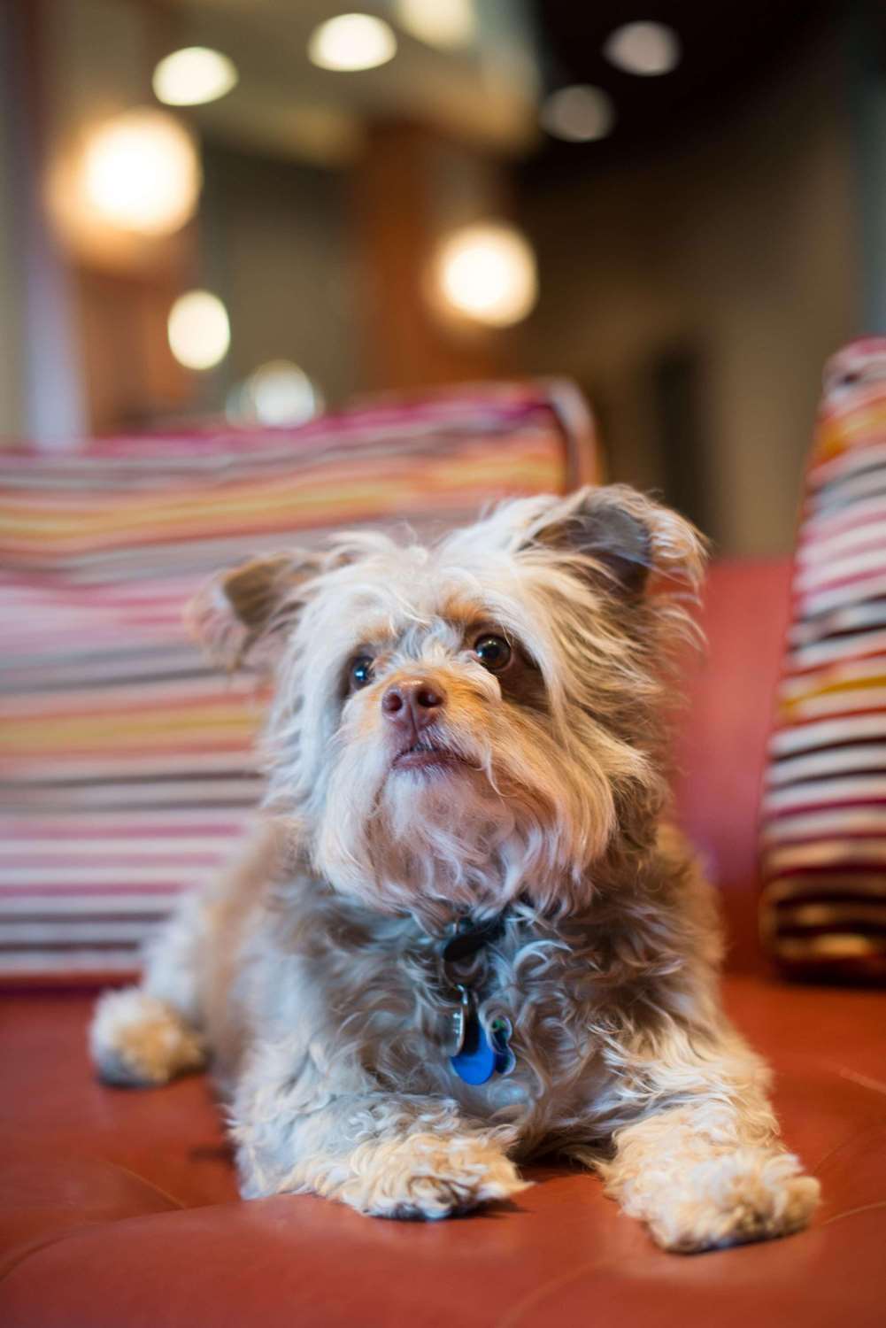 Фото Radisson Hotel Duluth - Harborview