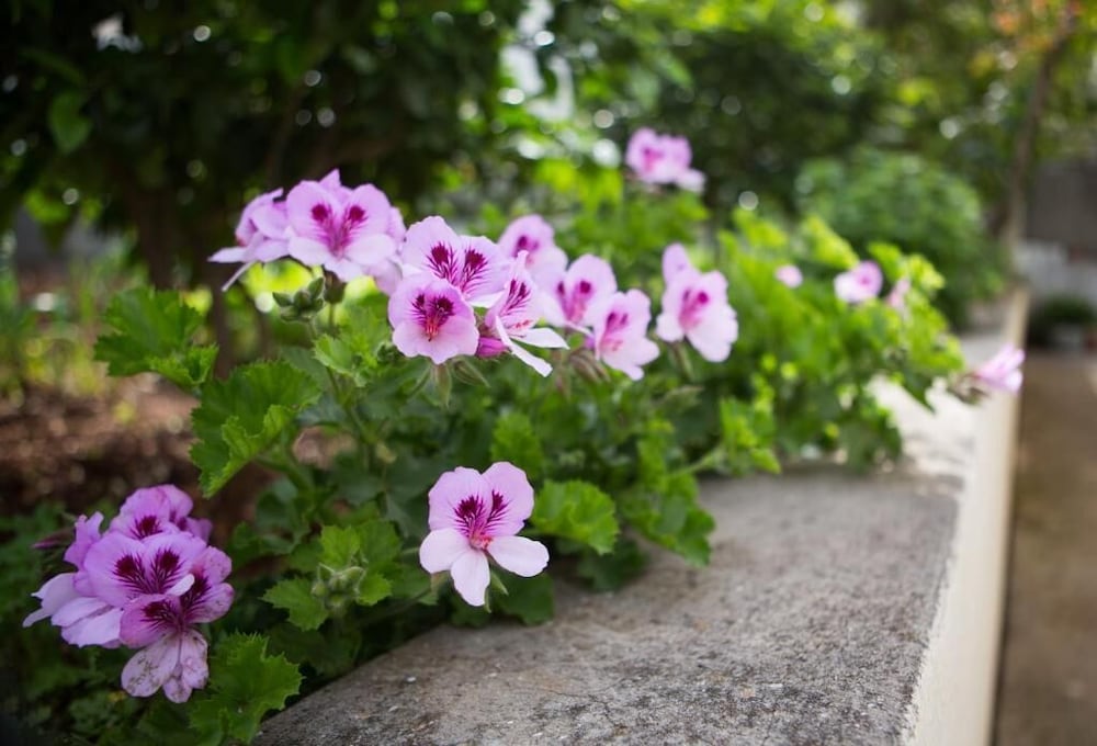 Фото Aida Apartments and Rooms