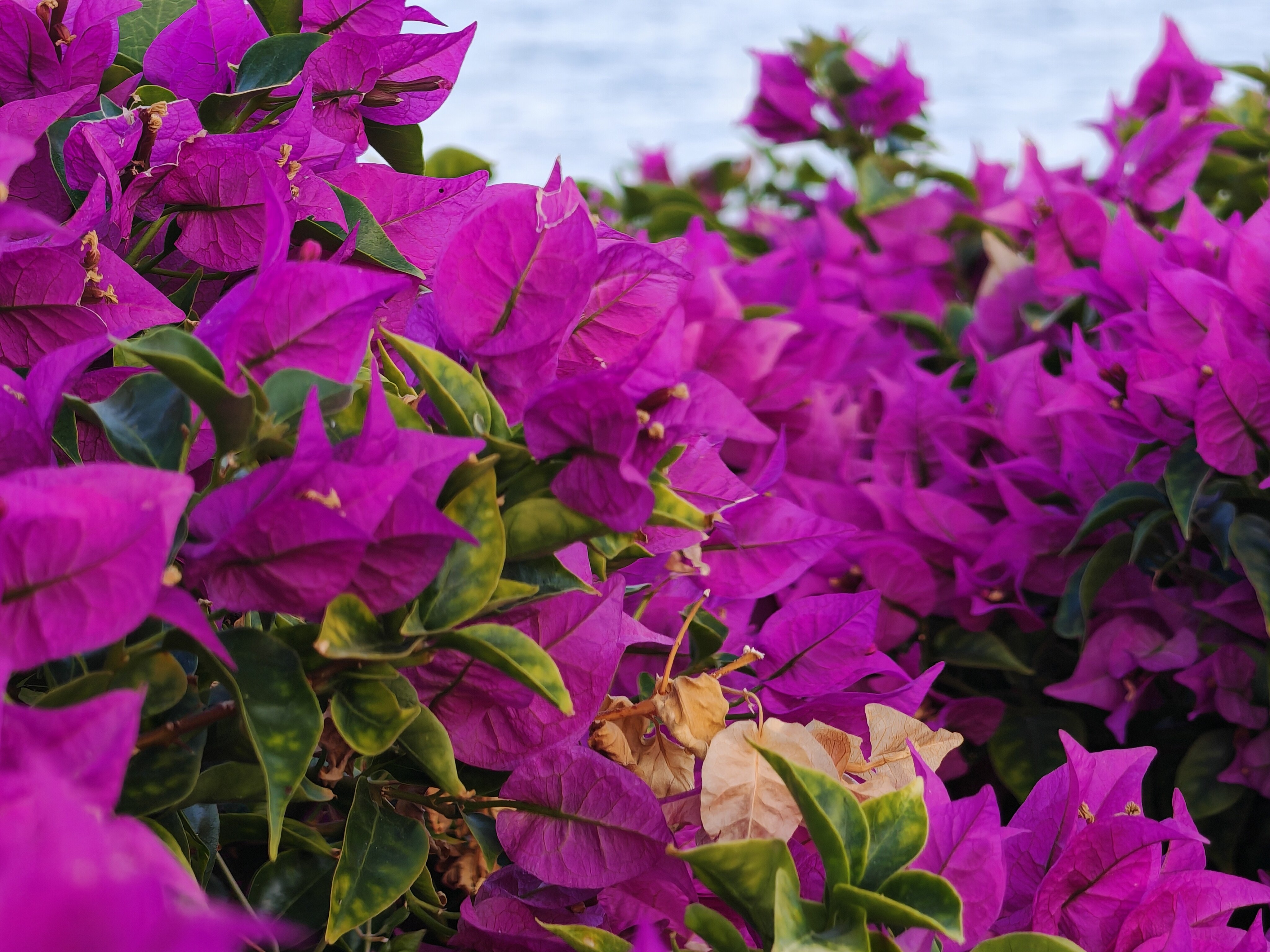 Фото Concorde Moreen Beach Resort & SPA