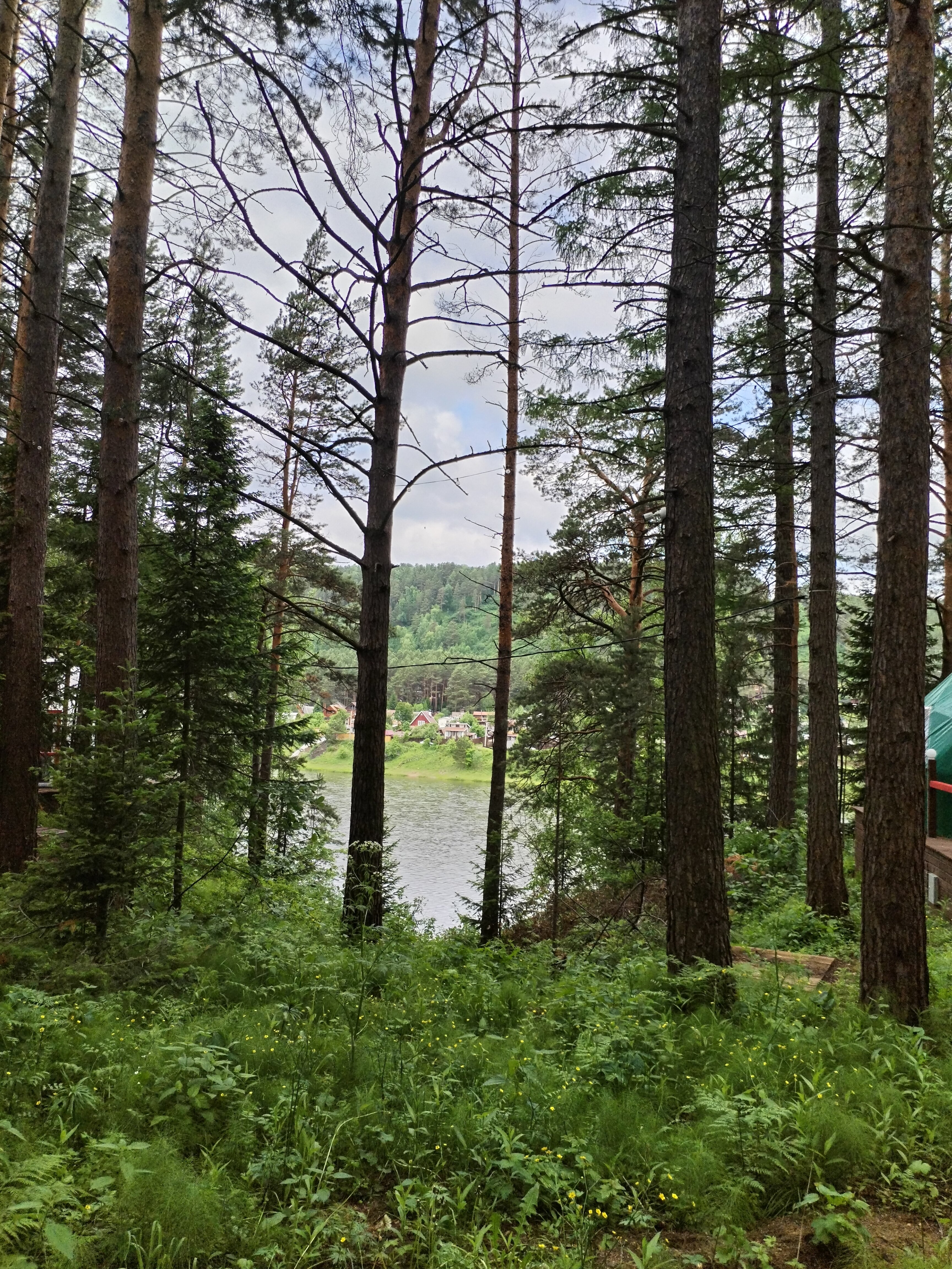 Фото Брусника