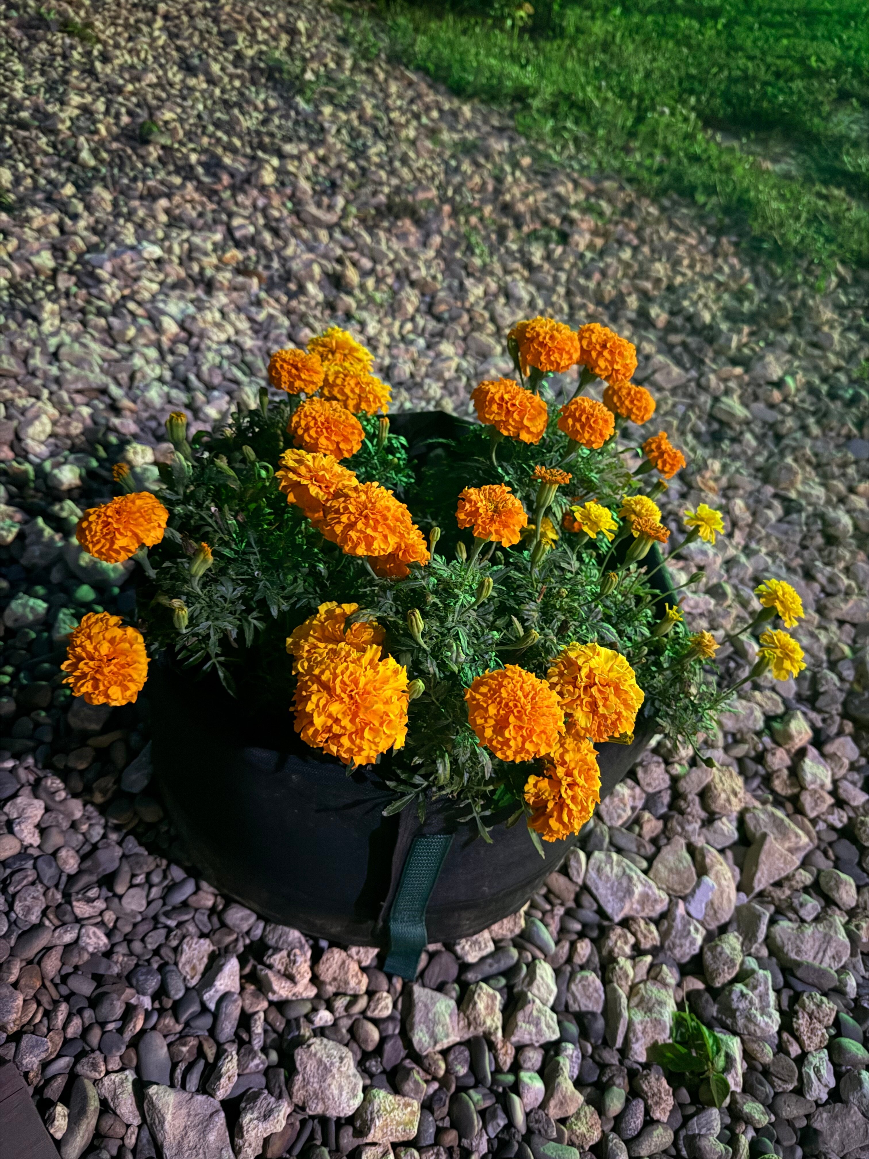 Фото Клевер