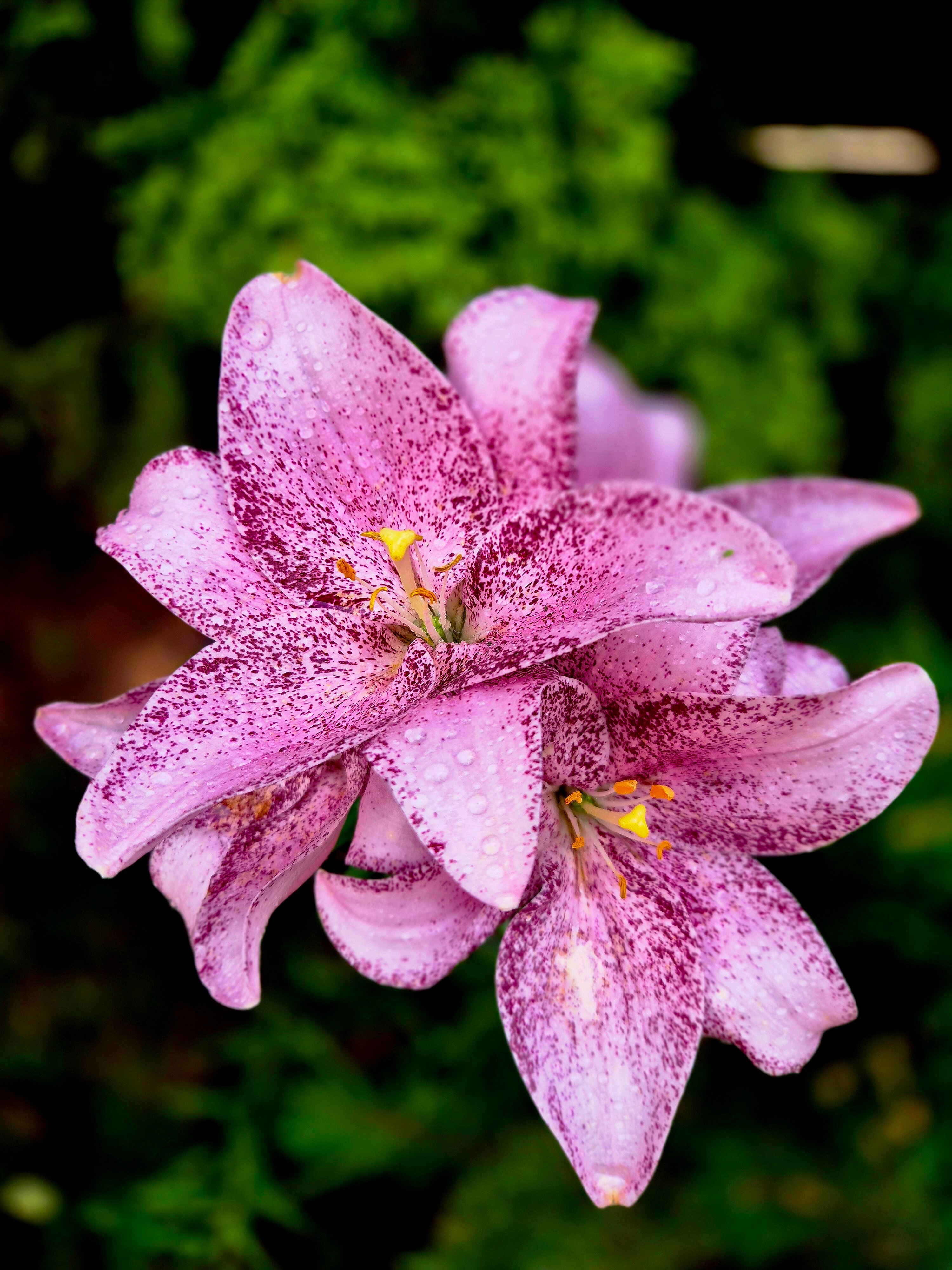 Фото Дельта