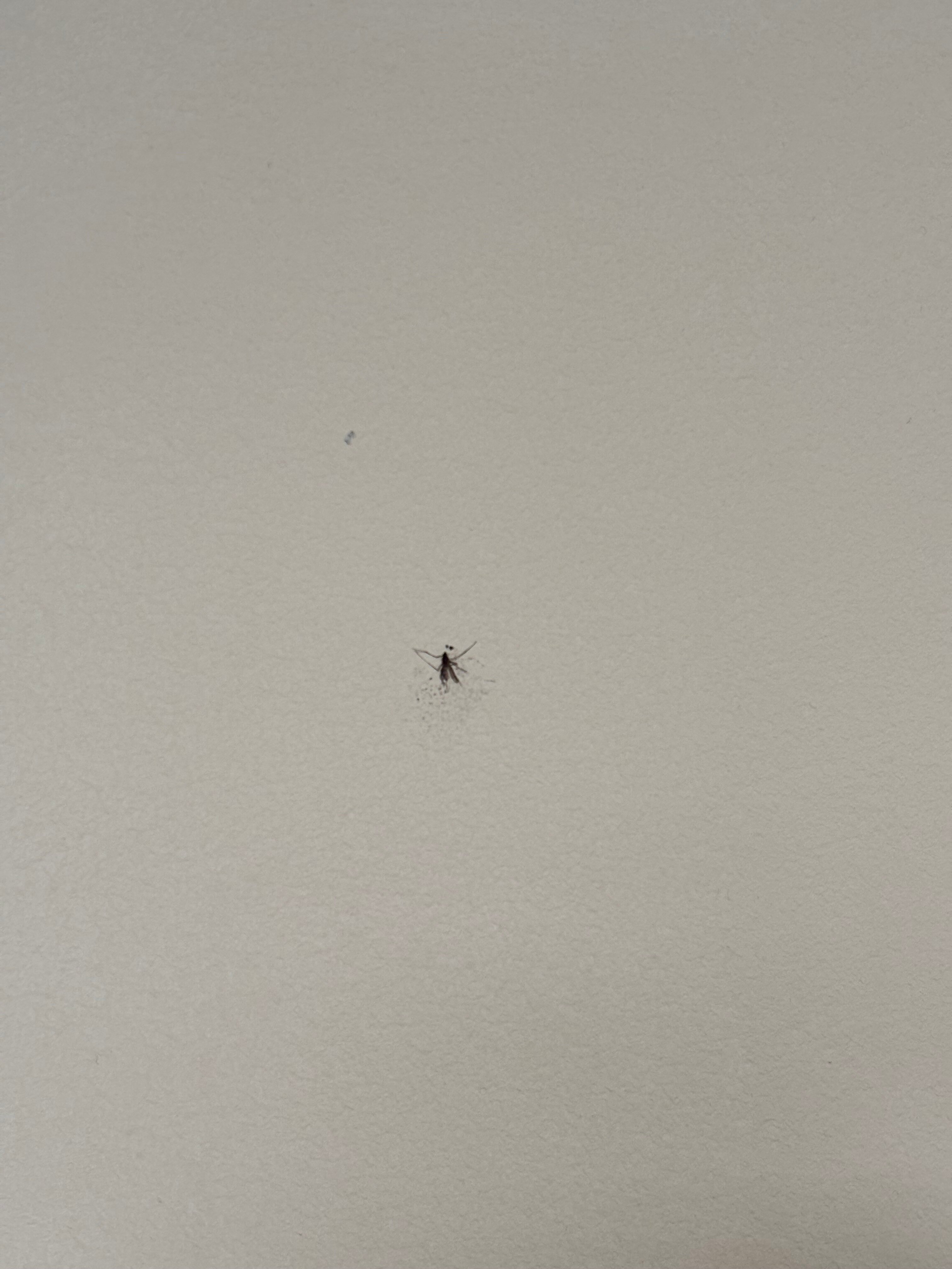 Фото Гермес