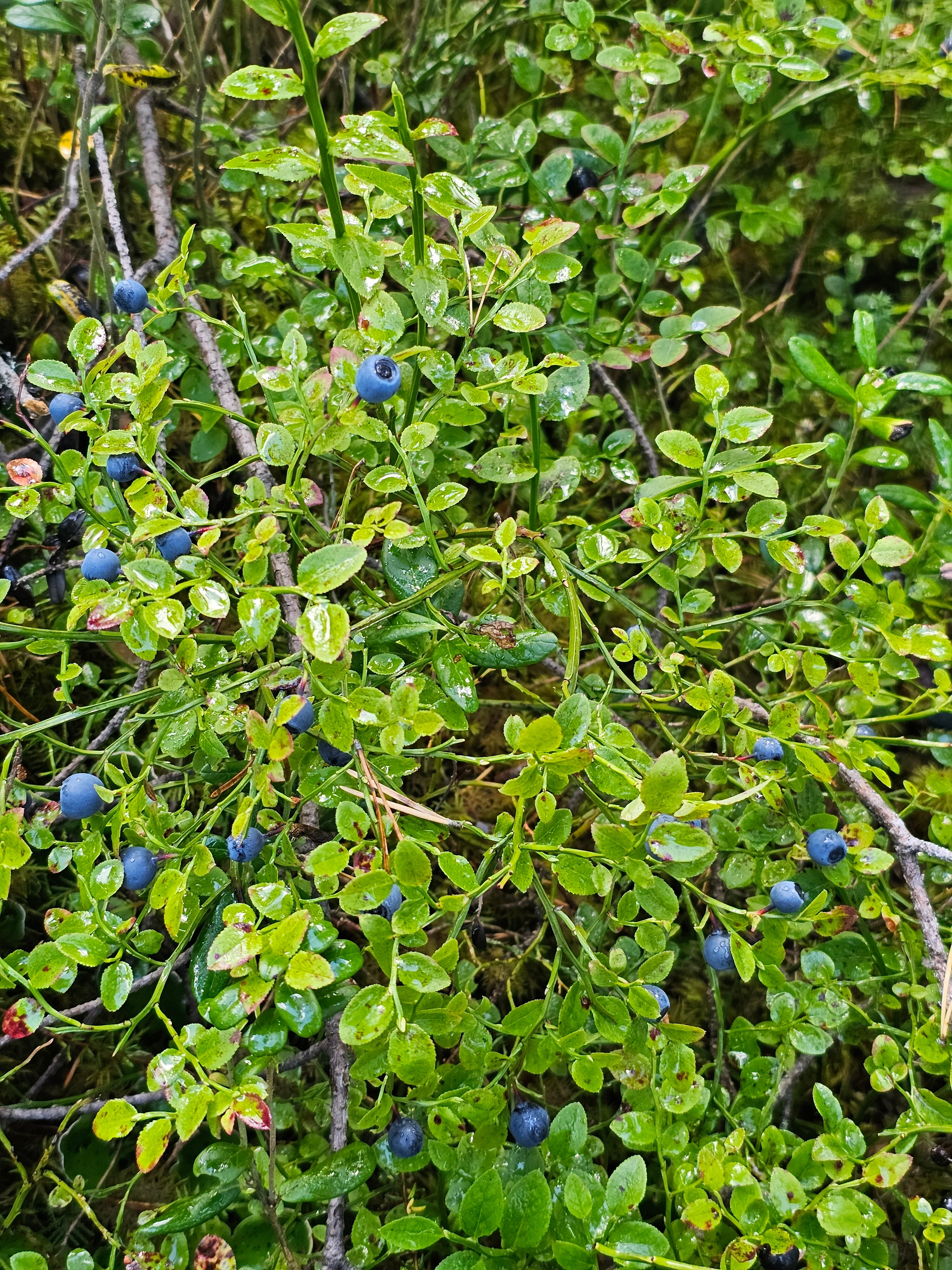 Фото Лось&Мох