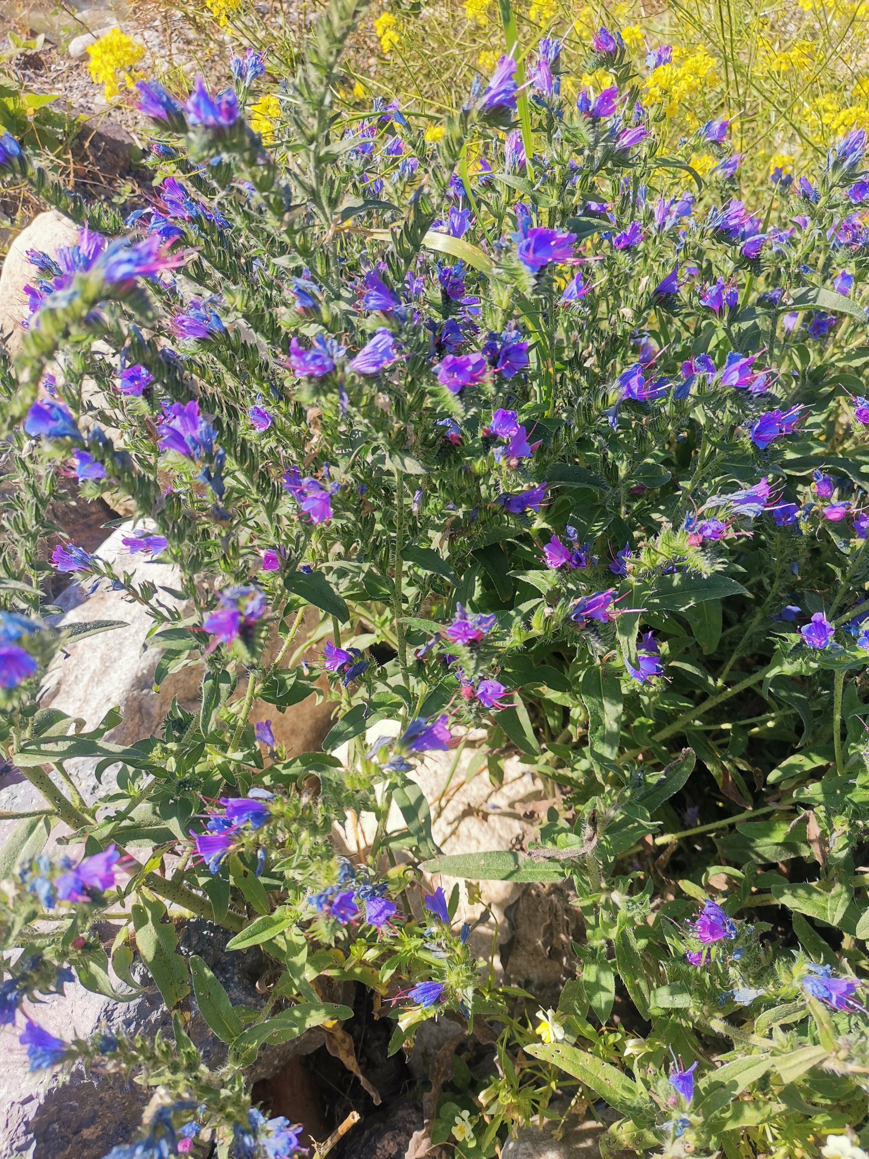 Фото Cheget Star