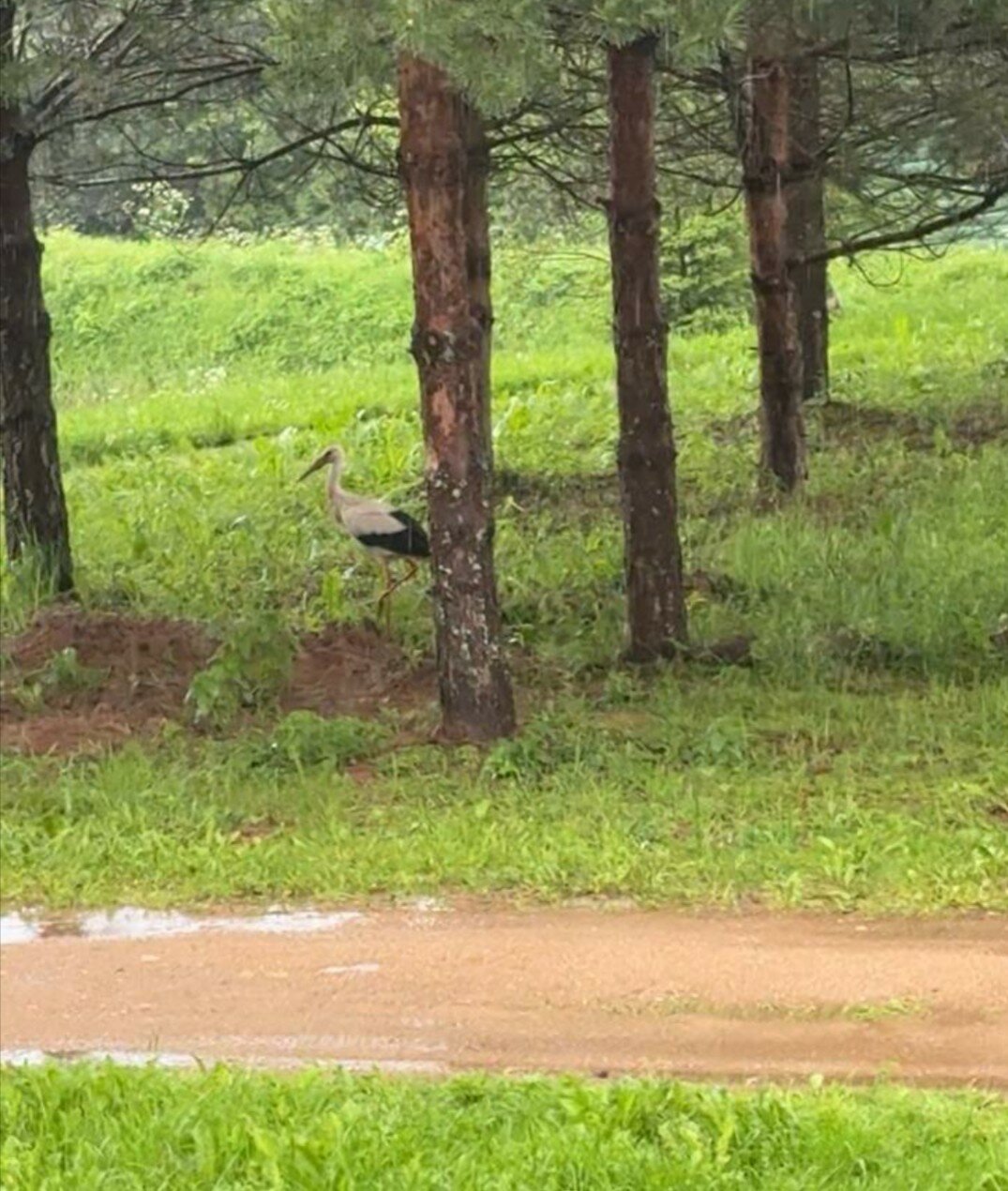 Фото Романов дача