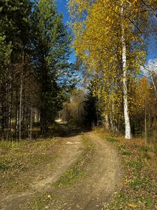 Кедр
