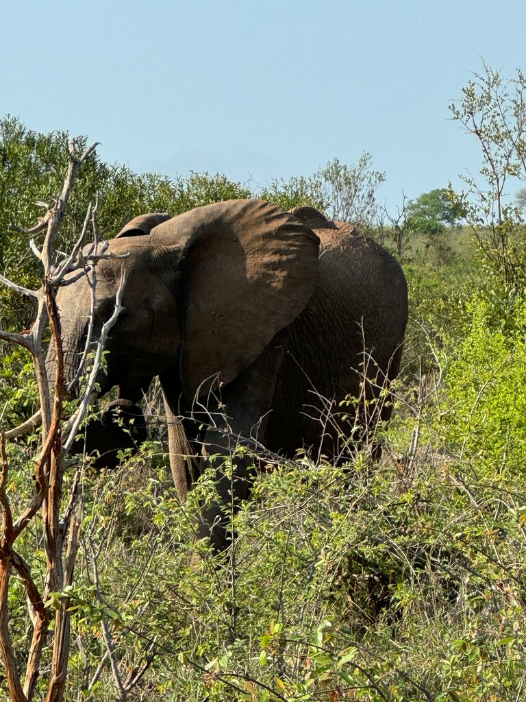 Park Kruger Park, Earth, photo