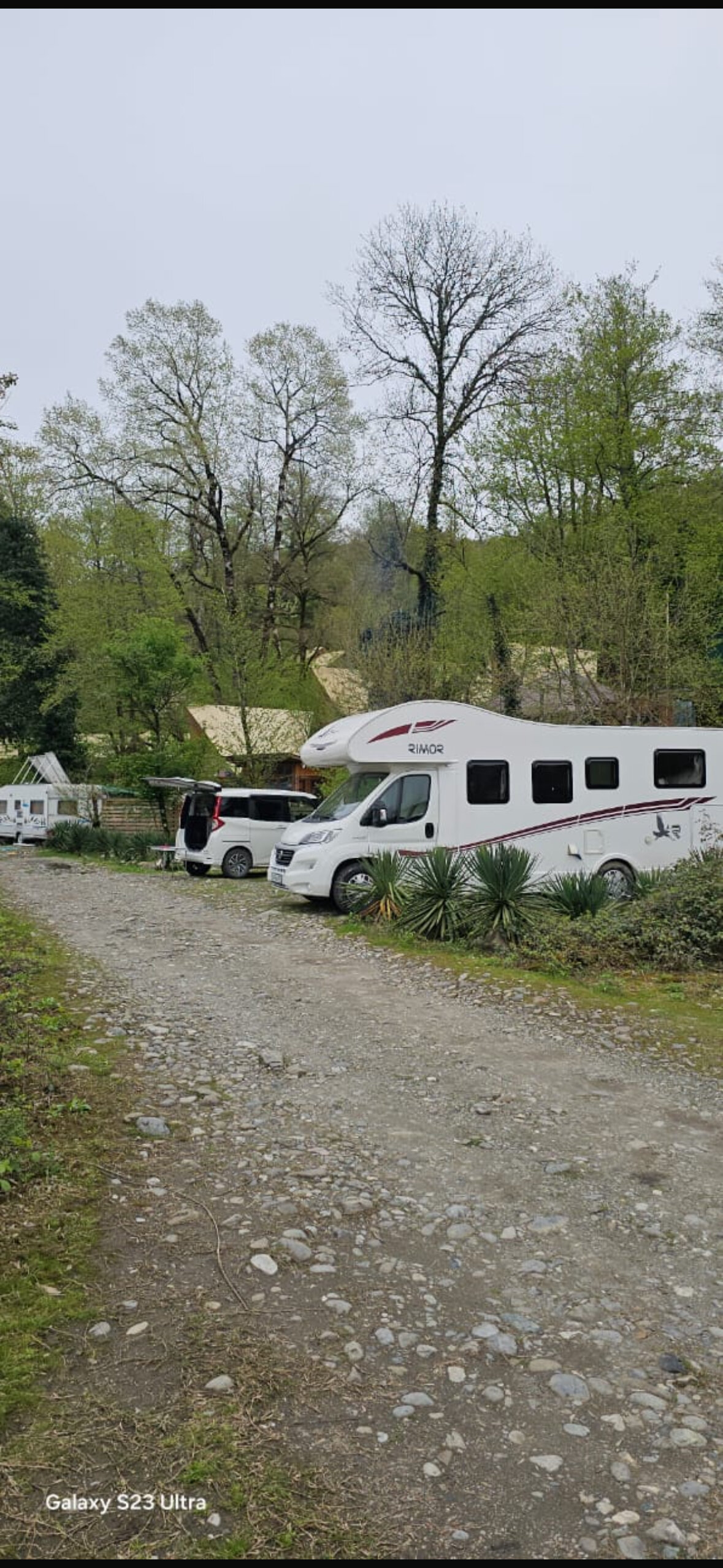 Фото Южный Вайб Древо